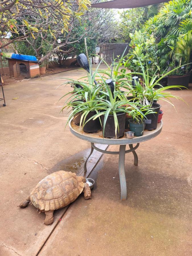 The Beach Hale Critter Refuge Lahaina Luaran gambar
